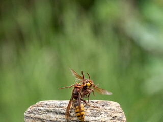 Hornisse (Vespa crabro) Königin