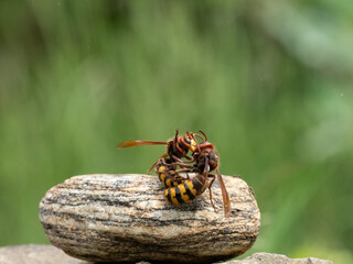 Hornisse (Vespa crabro) Königin