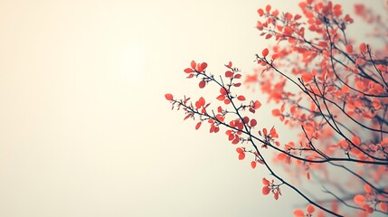 Delicate Coral Branches With Soft Light Background