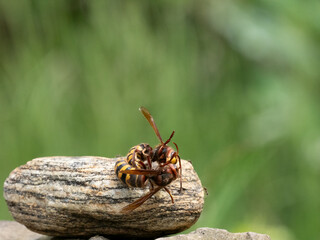 Hornisse (Vespa crabro) Königin