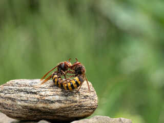 Hornisse (Vespa crabro) Königin