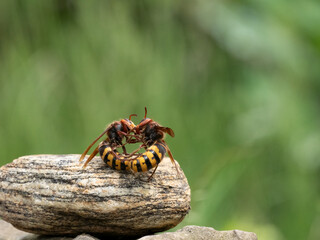 Hornisse (Vespa crabro) Königin
