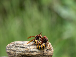 Hornisse (Vespa crabro) Königin