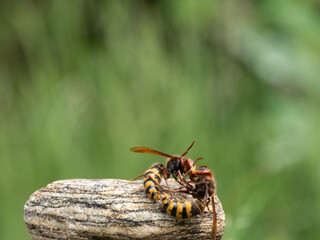 Hornisse (Vespa crabro) Königin