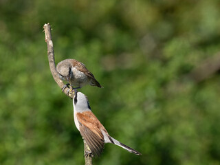 Neuntöter (Lanius collurio)