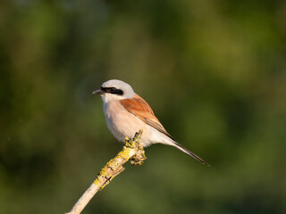 Neuntöter (Lanius collurio)