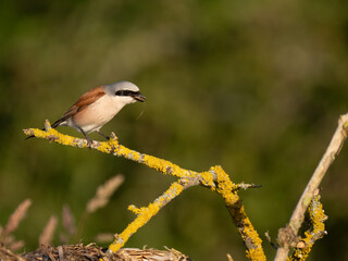 Neuntöter (Lanius collurio)