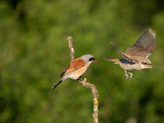 Neuntöter (Lanius collurio)