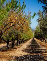 Naklejka premium Golden autumn orchard path, trees laden with ripe fruit.