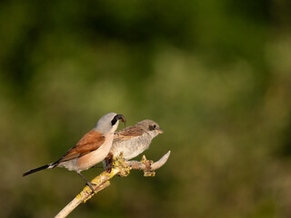 Neuntöter (Lanius collurio)