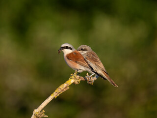 Neuntöter (Lanius collurio)