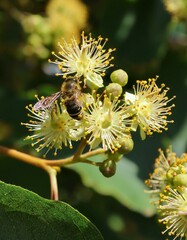 Honeybee pollinating delicate pale yellow flowers.