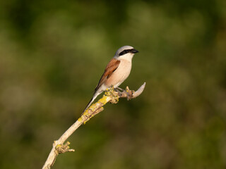 Neuntöter (Lanius collurio)