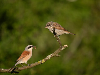 Neuntöter (Lanius collurio)