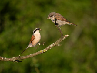 Neuntöter (Lanius collurio)