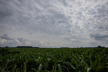 corn field under blue sky