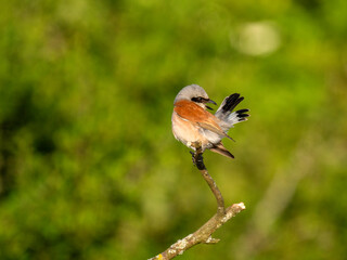 Neuntöter (Lanius collurio)