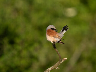 Neuntöter (Lanius collurio)