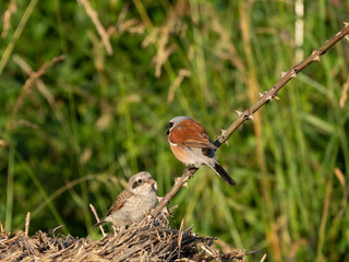 Neuntöter (Lanius collurio)