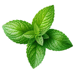 Fresh peppermint leaves, transparent background