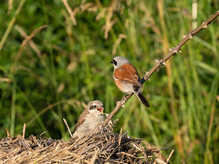 Neuntöter (Lanius collurio)