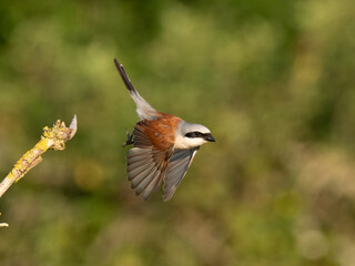 Neuntöter (Lanius collurio)