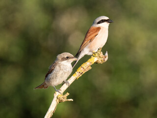 Neuntöter (Lanius collurio)