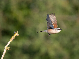 Neuntöter (Lanius collurio)