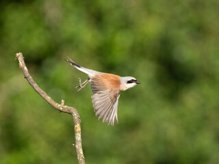 Neuntöter (Lanius collurio)