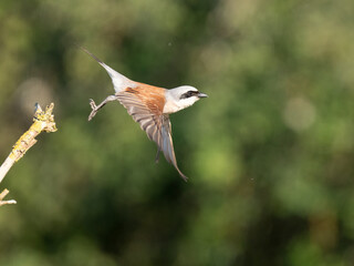 Neuntöter (Lanius collurio)
