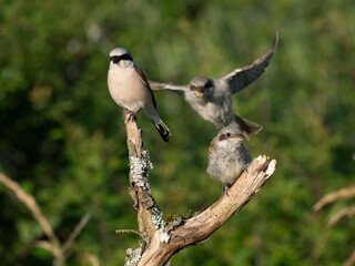 Neuntöter (Lanius collurio)