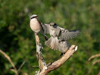 Neuntöter (Lanius collurio)