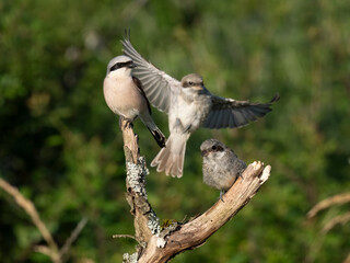 Neuntöter (Lanius collurio)