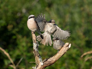 Neuntöter (Lanius collurio)