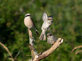 Neuntöter (Lanius collurio)