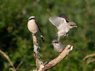 Neuntöter (Lanius collurio)