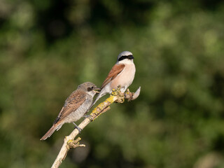 Neuntöter (Lanius collurio)