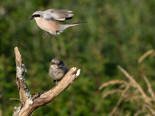 Neuntöter (Lanius collurio)