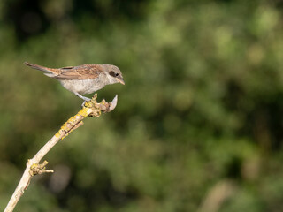 Neuntöter (Lanius collurio)