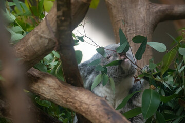 ユーカリの葉を食べる可愛いコアラ