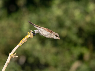 Neuntöter (Lanius collurio)