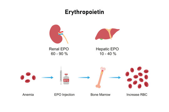 Erythropoietin (EPO) Effect on RBC Molecules Science Design. Vector Illustration.