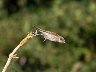 Neuntöter (Lanius collurio)
