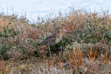 Black-Tailed Godwit (Limosa limosa) - Found in tidal flats and wetlands, Bull Island, Dublin, Ireland.