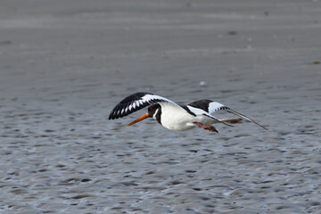 European Oystercatcher (Haematopus ostralegus) - Found in coastal shores, Bull Island, Dublin, Ireland