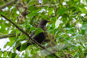 Fototapeta premium Blackbird Male (Turdus merula) - Found in gardens and woodlands, Glen Park, Cork, Ireland.