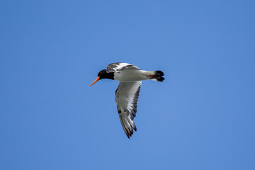 European Oystercatcher (Haematopus ostralegus) - Found in coastal shores, Bull Island, Dublin, Ireland