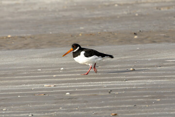 European Oystercatcher (Haematopus ostralegus) - Found in coastal shores, Bull Island, Dublin, Ireland