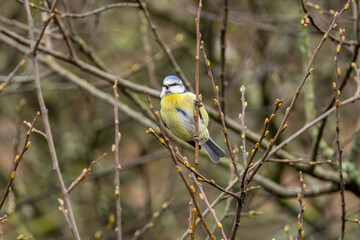 Blue Tit (Cyanistes caeruleus) - Found in gardens and woodlands, Glen Park, Cork, Ireland.