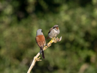 Neuntöter (Lanius collurio)